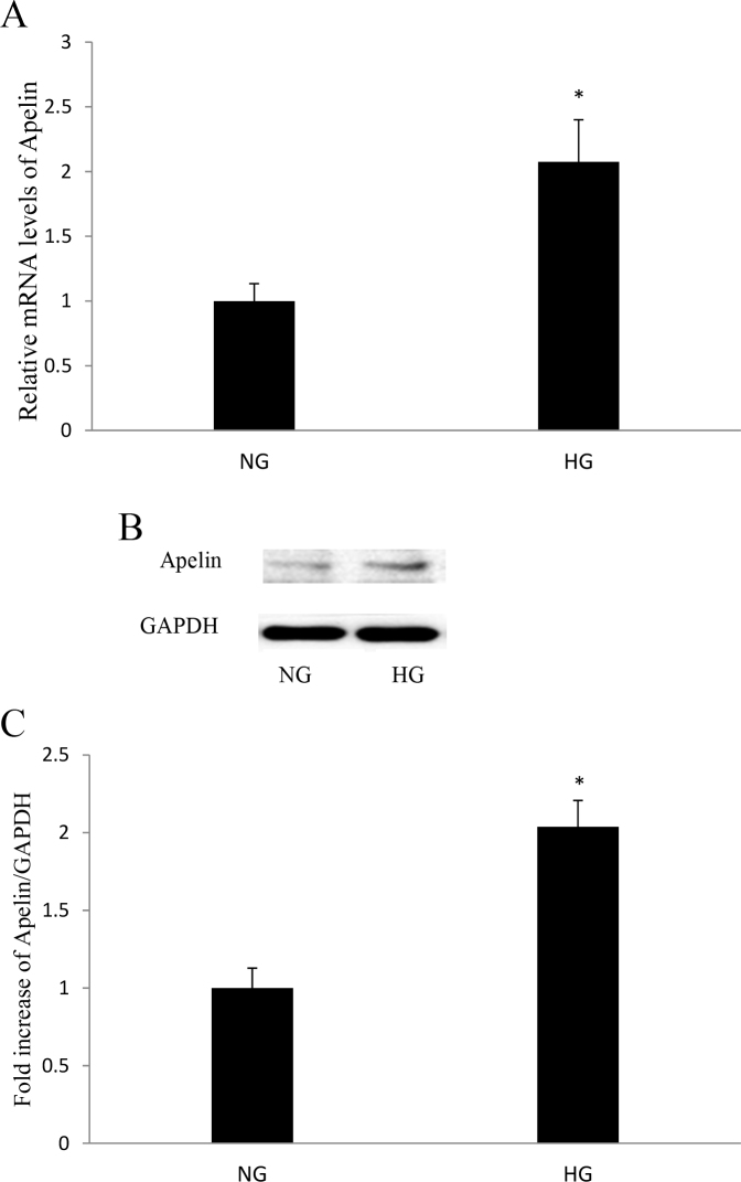 Apelin 13 Induces Proliferation Migration And Collagen I MRNA