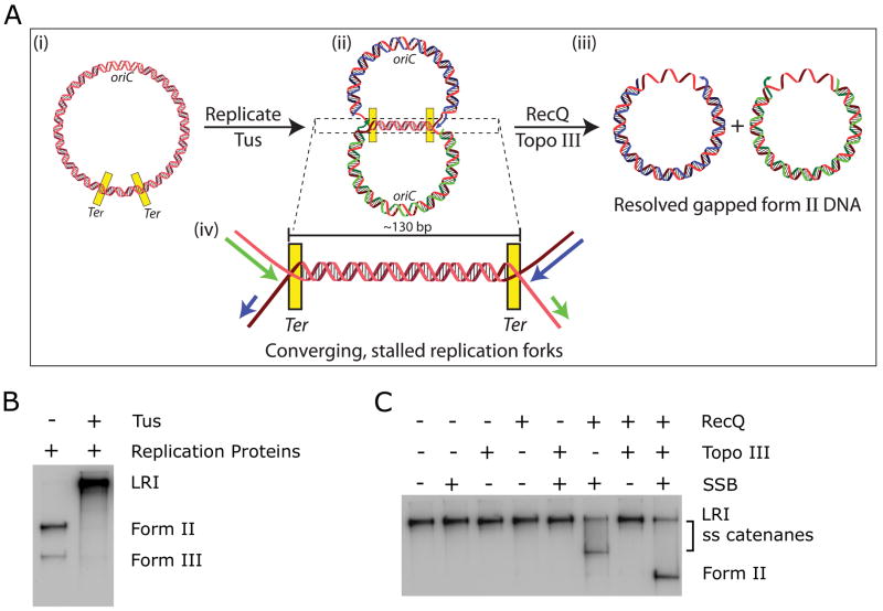 Resolution Of Converging Replication Forks By Recq And Topoisomerase