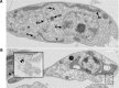 Figure 3—figure supplement 1.
