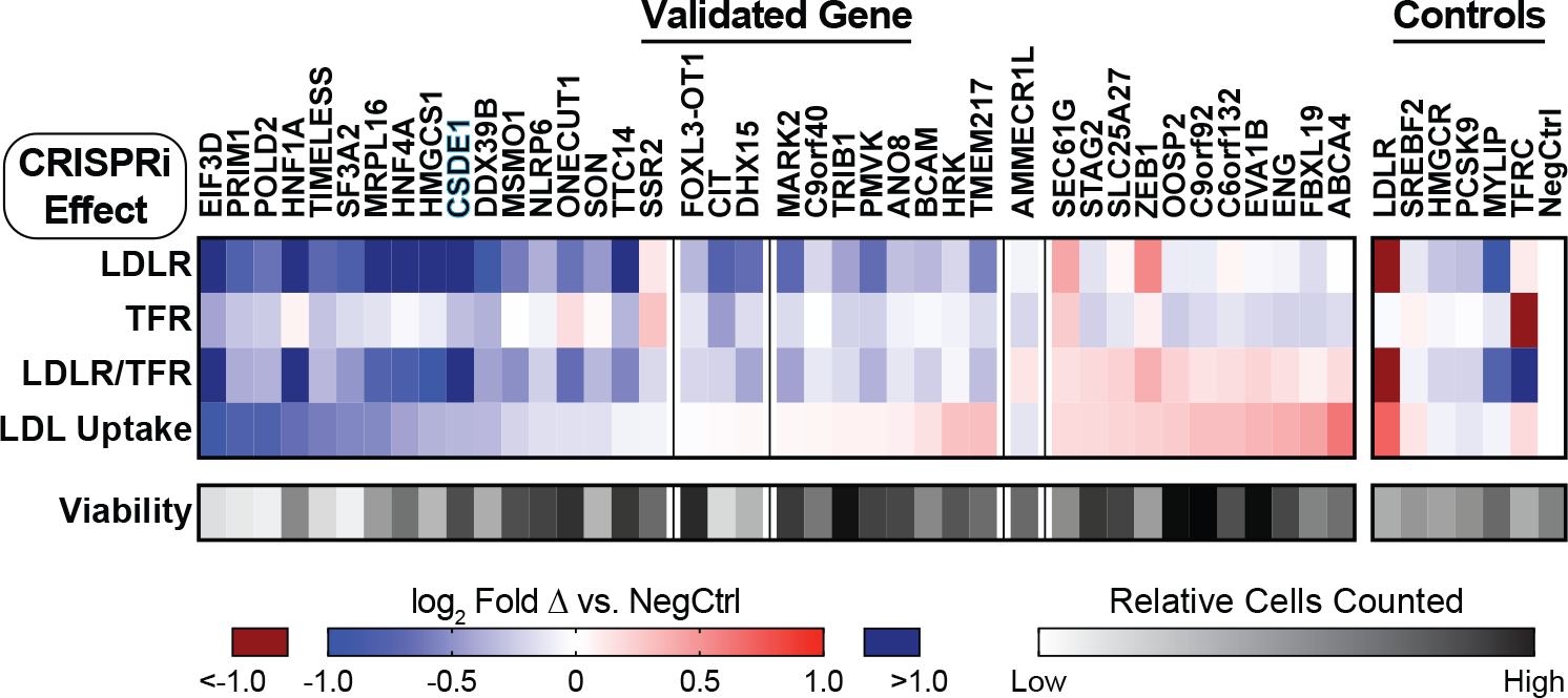 Cold Shock Domain Containing Protein E Is A Post Transcriptional