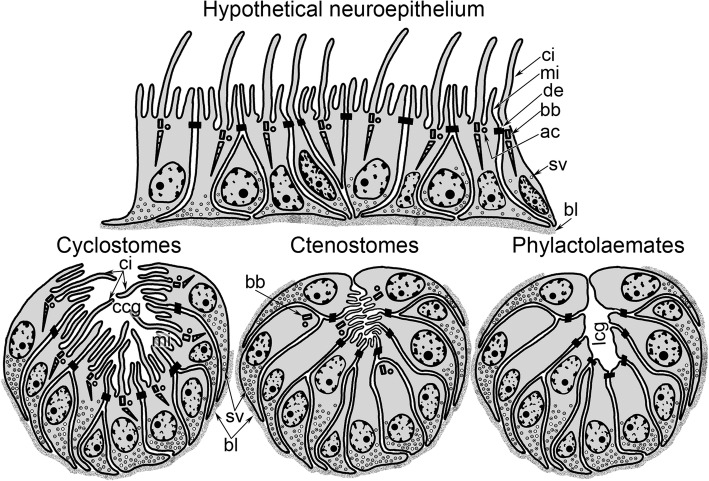 The Nervous System In The Cyclostome Bryozoan Crisia Eburnea As