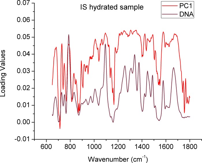 Spectral Features Of Nuclear DNA In Human Sperm Assessed By Raman