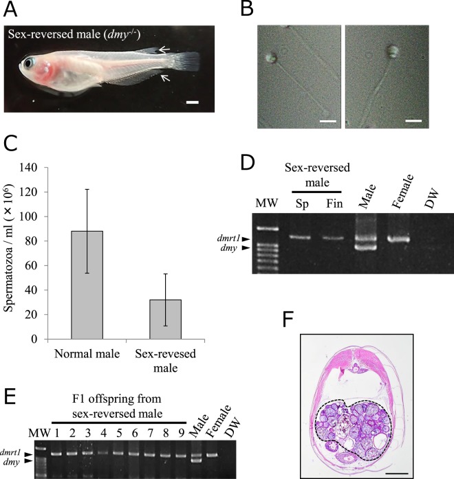 Green Light Irradiation During Sex Differentiation Induces Female To