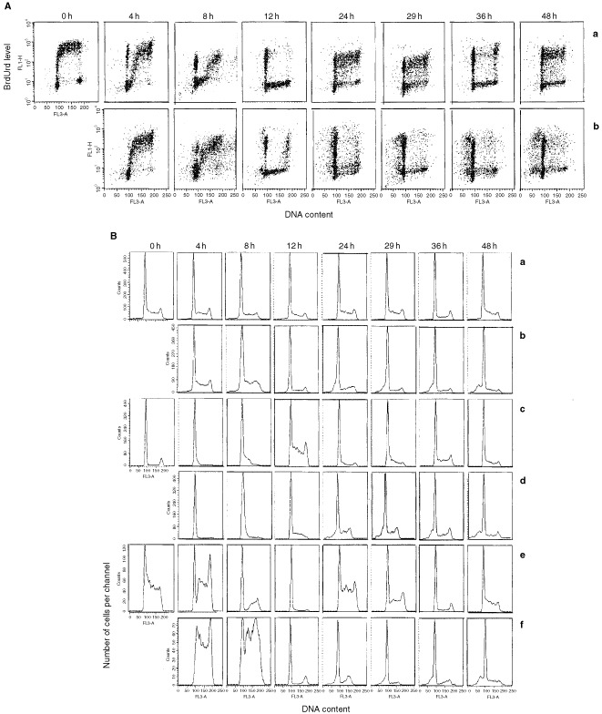 Cell Cycle Phase Perturbations And Apoptosis In Tumour Cells Induced By