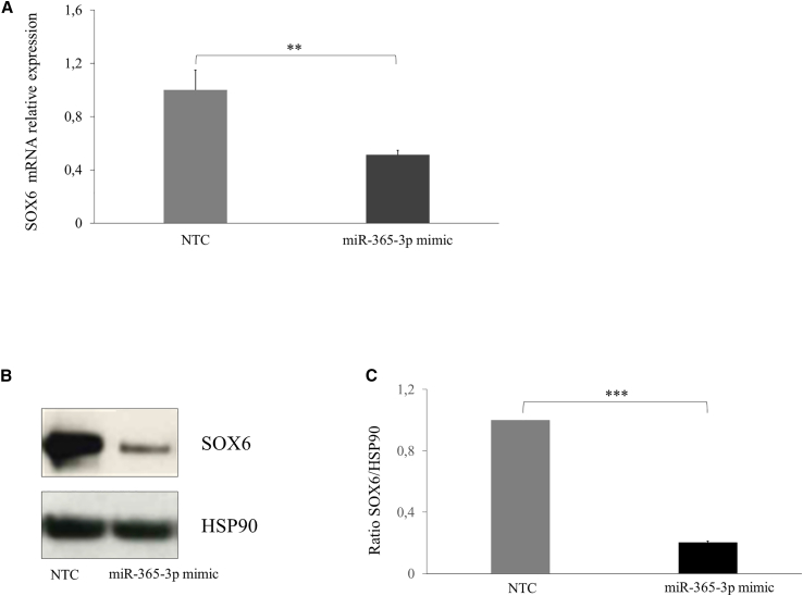 Mir P Mediates Bcl A And Sox Erythroid Specific Coregulation A