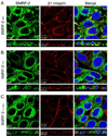 Fig. 9