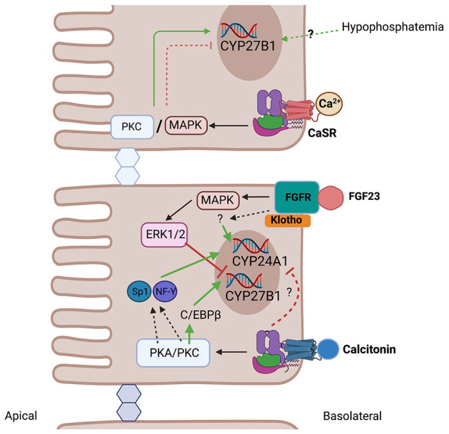 Regulation Of And Hydroxylation Of Vitamin D Metabolites In The