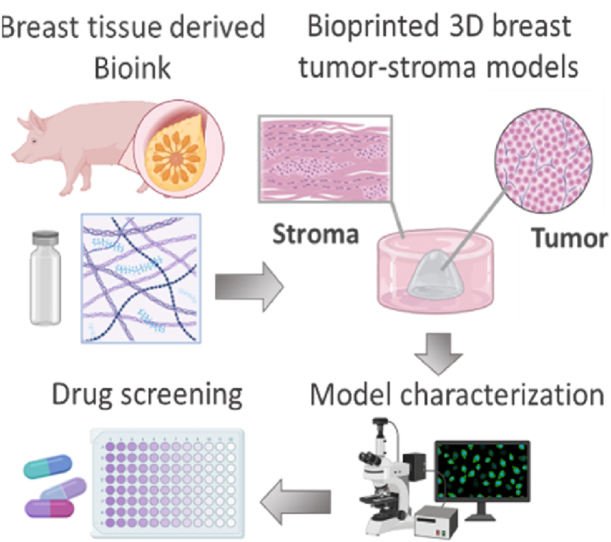 D Bioprinted Breast Tumor Stroma Models For Pre Clinical Drug Testing