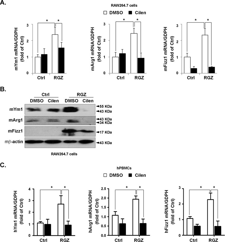 Peroxisome proliferatoractivated receptor γ PPARγ induces the gene