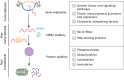 Fig. 3. Overview of Snai2 regulation spanning from transcript to protein level. Snai2 levels are strictly regulated in normal tissues by multiple transcriptional, post-transcriptional and post-translational control mechanisms. SNAI2 transcription is controlled by many signaling pathways fundamental to developmental processes, including TGFβ, growth factors, Notch and Wnt signaling. Either through these known pathways or other mechanisms, its transcription is impacted or directly facilitated by a variety of transcriptional activators and repressors, as well as chromatin remodeling factors. At the post-transcriptional level, the expression level or stability of the SNAI2 gene product can be regulated by several known microRNAs or RNA-binding proteins. While not much is currently known about how Snai2 is regulated at the translational level, a wide array of post-translational modifier proteins have been established as critical regulators of Snai2 proteolytic turnover, cellular localization and biological function. Phosphorylation and ubiquitylation are the most abundant modifications made by these regulators, but recent findings have shown that Snai2 can also undergo sumolyation and acetylation, suggesting that post-translational modifications of Snai2 capable of regulating its stability and activity may be more diverse than previously thought.