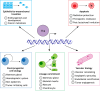 Fig. 2. The diversity of Snai2 function in development and tumorigenesis. As an EMT-TF, Snai2 represents a central convergence point of signaling processes to facilitate key morphogenic events during embryonic development. Such functions of Snai2, in addition to its expression in adult tissues, suggest that it is capable of regulating stem and progenitor cell biology beyond early development. Indeed, Snai2 function has been shown to be integral to maintaining adult stem cell compartments in the hematopoietic system, mammary gland, epidermis and mesenchymal tissues (Guo et al., 2012; Kim et al., 2010; Mistry et al., 2014; Nassour et al., 2012; Pérez-Losada et al., 2002; Phillips et al., 2014; Seki et al., 2003; Soleimani et al., 2012; Sun et al., 2010; Ye et al., 2015). Aside from conferring self-renewal and regenerative functions, Snai2 also regulates other aspects of stem and progenitor cell biology, such as lineage commitment and differentiation decisions, proliferative potential and cell survival, within many of these tissue compartments through additional mechanisms (Castillo-Lluva et al., 2015; Gross et al., 2019; Guo et al., 2012; Inoue et al., 2002; Kim et al., 2010; Lolli et al., 2014; Mistry et al., 2014; Nassour et al., 2012; Pérez-Losada et al., 2002; Phillips et al., 2014; Seki et al., 2003; Soleimani et al., 2012; Sun et al., 2010; Tang et al., 2016b; Wu et al., 2005). Importantly, Snai2 performs these functions not only in normal adult tissues but also in contexts of cancer. For example, while Snai2 is an important suppressor of apoptosis in normal hematopoietic stem cells, this function promotes therapeutic resistance in cancer cells (Arienti et al., 2013; Chang et al., 2011; Dong et al., 2016; Haslehurst et al., 2012; Jiang et al., 2016; Kurrey et al., 2009; Vitali et al., 2008; Wu et al., 2005). Emerging evidence has additionally highlighted a role for Snai2 in vascular biology. Snai2 facilitates vascular remodeling during pulmonary hypertension by altering expression of genes involved vascular smooth muscle differentiation, proliferation and migration (Coll-Bonfill et al., 2016). Snai2 also controls endothelial cell (EC) behavior during angiogenesis and osteogenic differentiation of ECs during vascular calcification, suggesting that Snai2 may be a key regulator involved in vascular disease.