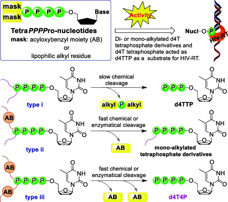 Antiviral Activity Of Lipophilic Nucleoside Tetraphosphate Compounds Pmc