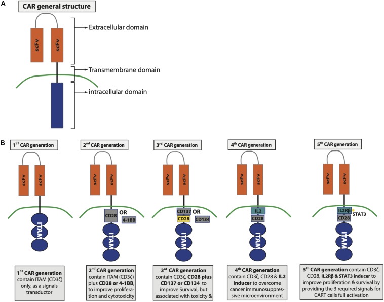 Targeting Cancer Stem Cells By Genetically Engineered Chimeric Antigen