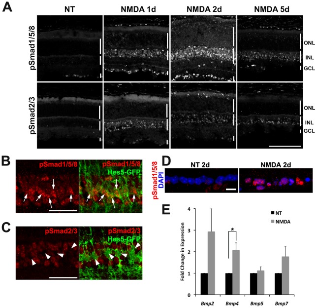 Activation Of Bmp Smad Signaling Promotes Survival Of Retinal