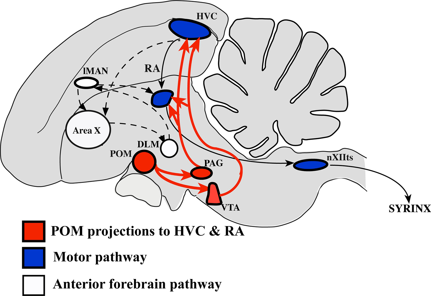 Sex Differences And Similarities In The Neural Circuit Regulating Song