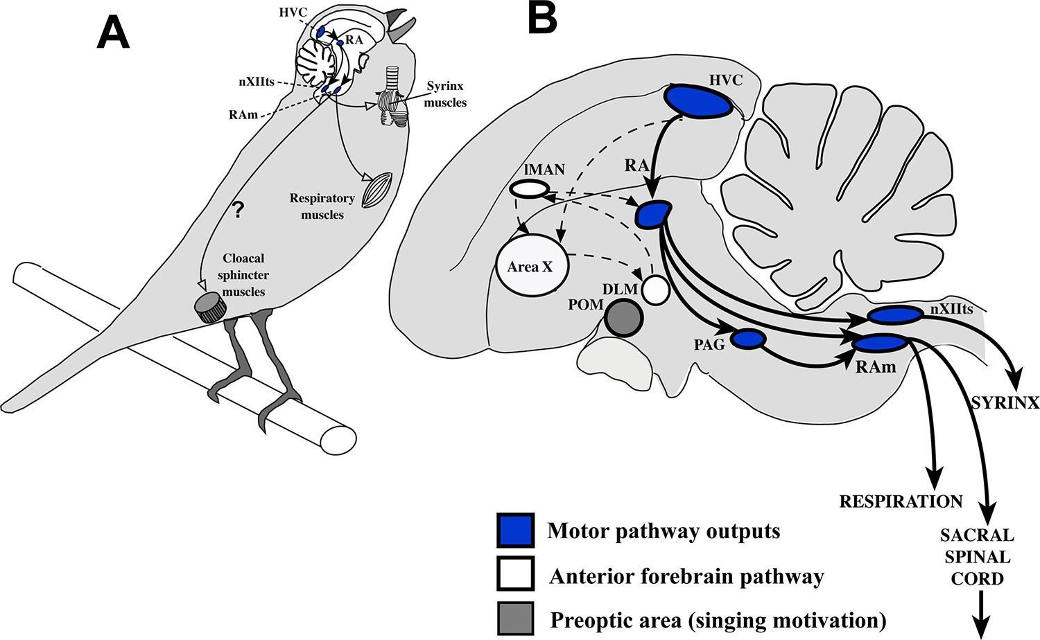 Sex Differences And Similarities In The Neural Circuit Regulating Song