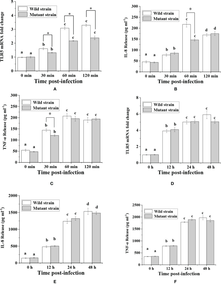 The Role Of Flagellin B In Vibrio Anguillarum Induced Intestinal