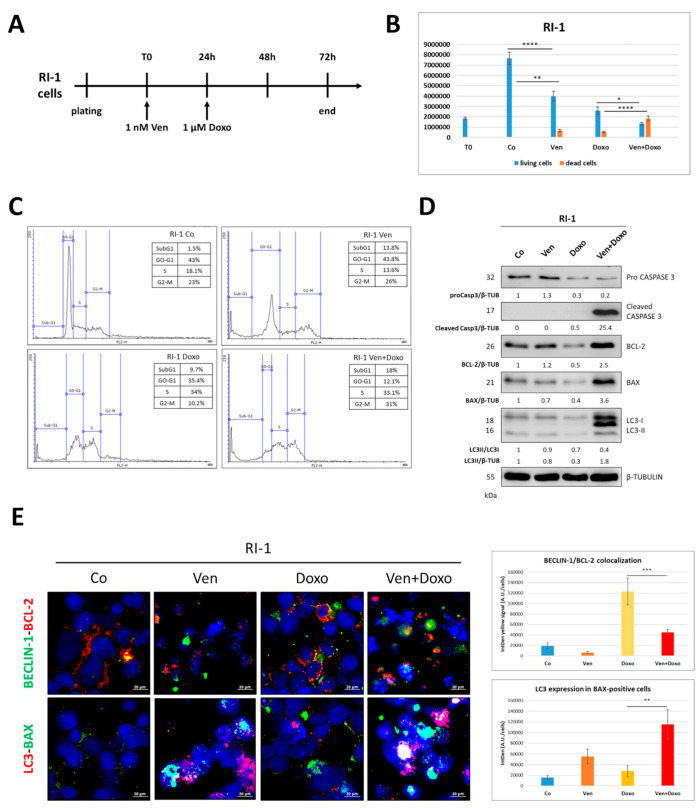 High Becn Expression Negatively Correlates With Bcl Expression And