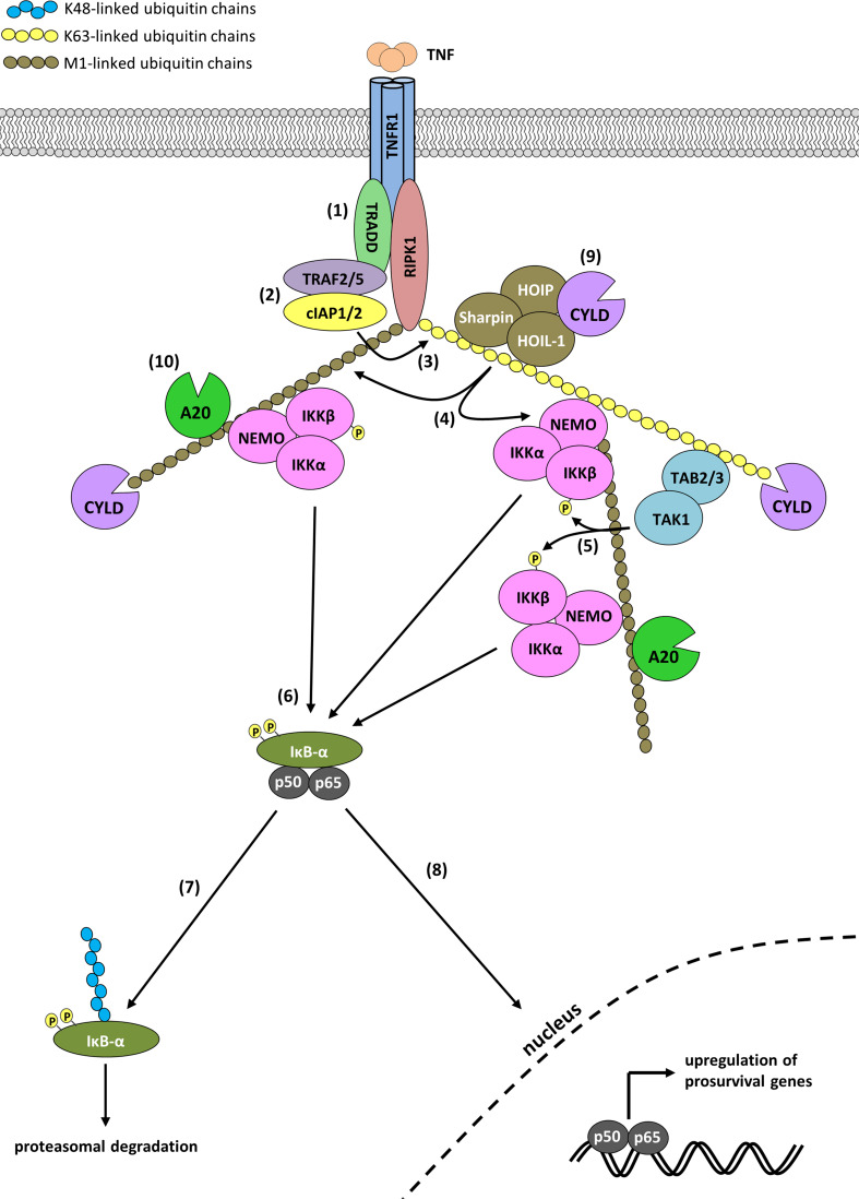 Fig. 1