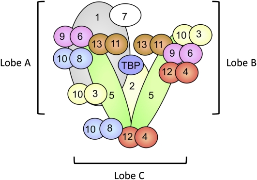 Transcriptional Regulation In Saccharomyces Cerevisiae Transcription