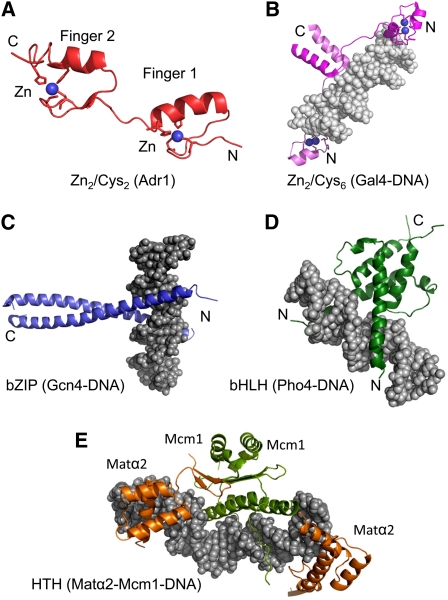 Transcriptional Regulation In Saccharomyces Cerevisiae Transcription