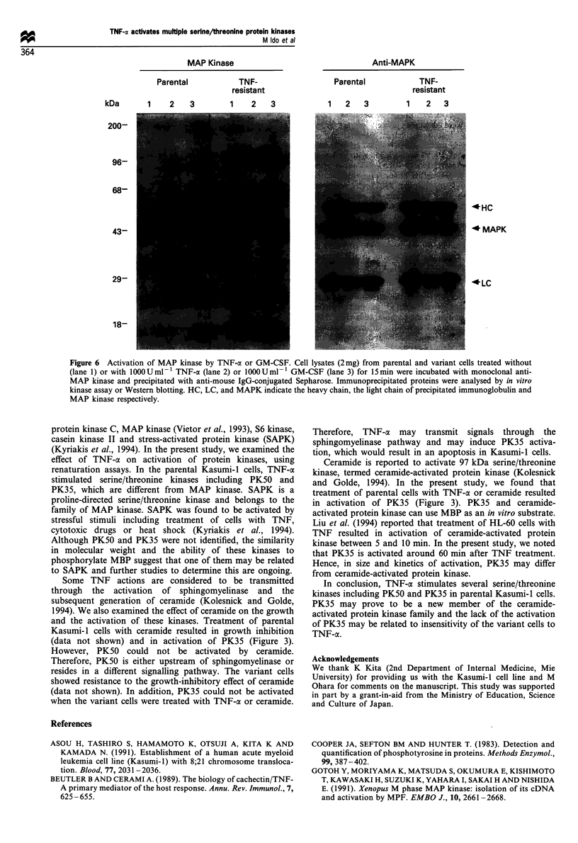 Isolation And Characterisation Of Kasumi 1 Human Myeloid Leukaemia Cell