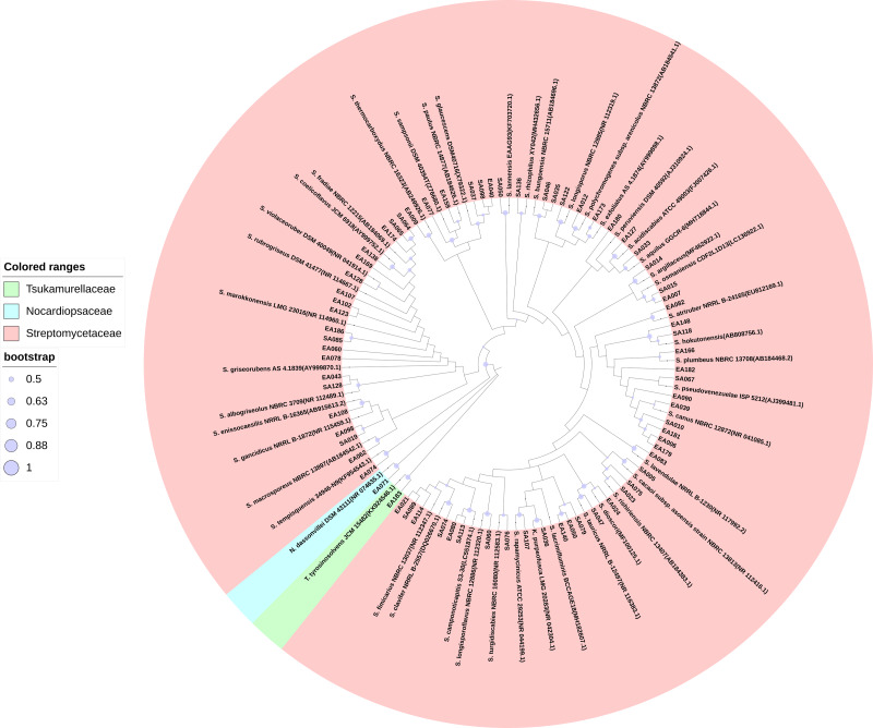 Diversity And Function Of Culturable Actinobacteria In The Root