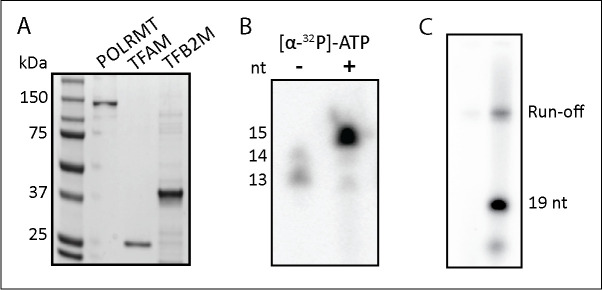 Expression And Purification Of Recombinant Human Mitochondrial Rna