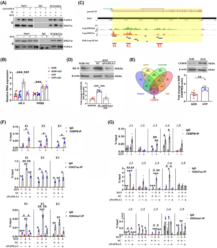 CircNAP1L4 Regulates Pulmonary Artery Smooth Muscle Cell Proliferation