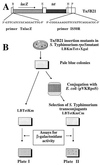 FIG. 1