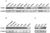 FIG. 2.