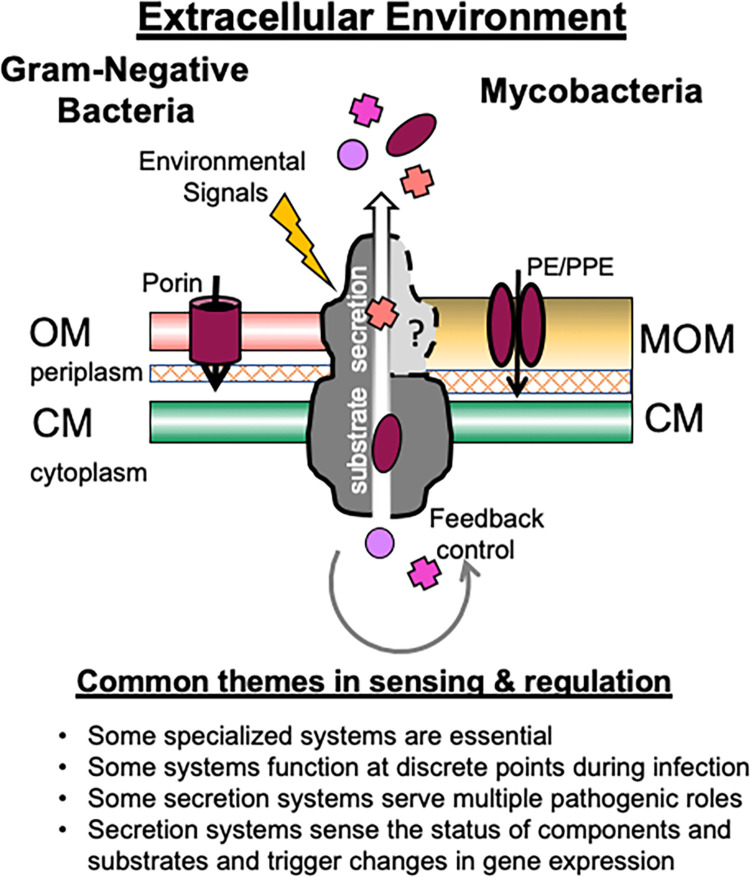 Bacterial Secretion Systems Networks Of Pathogenic Regulation And