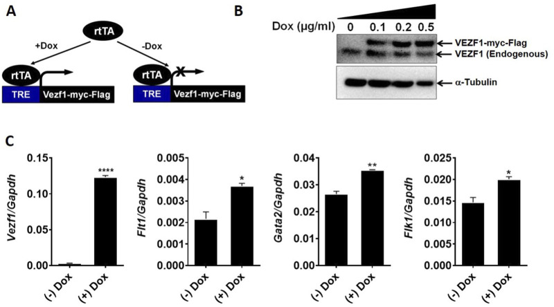 Etv And Vezf Interaction And Regulation Of The Hematoendothelial