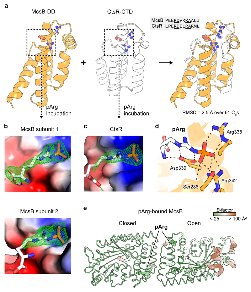 Structure Of McsB A Protein Kinase For Regulated Arginine