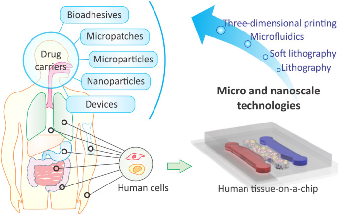 Micro And Nanoscale Technologies In Oral Drug Delivery Pmc