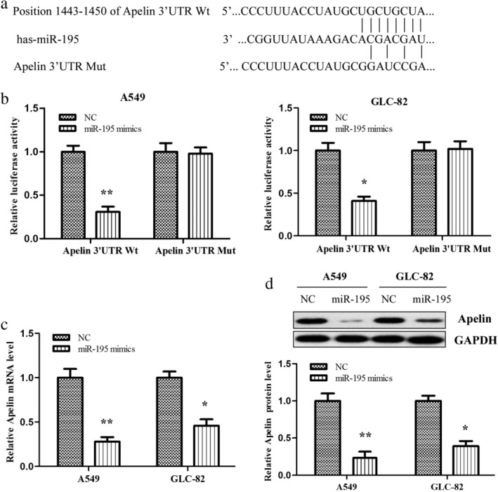 Microrna Suppresses The Progression Of Lung Adenocarcinoma By