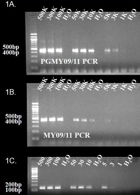 Development And Validation Of A HPV 32 Specific PCR Assay PMC