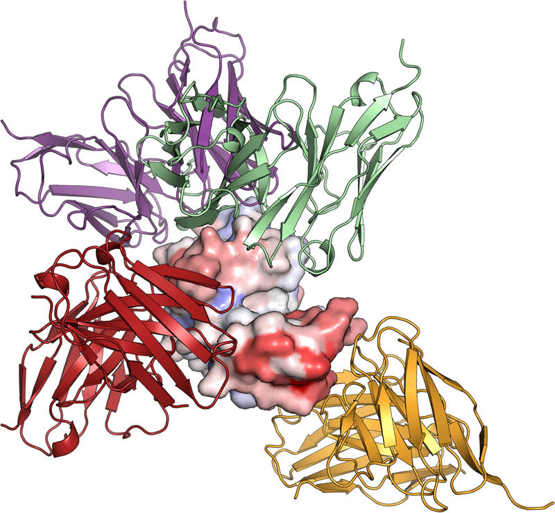 BepiPred 2 0 Improving Sequence Based B Cell Epitope Prediction Using