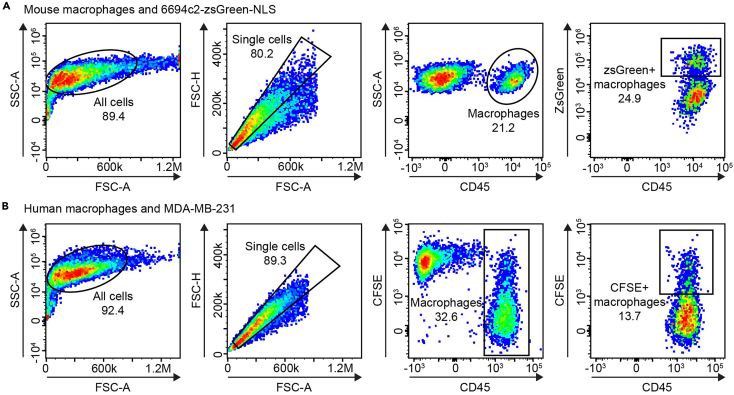 In Vitro Flow Cytometry Assay To Assess Primary Human And Mouse