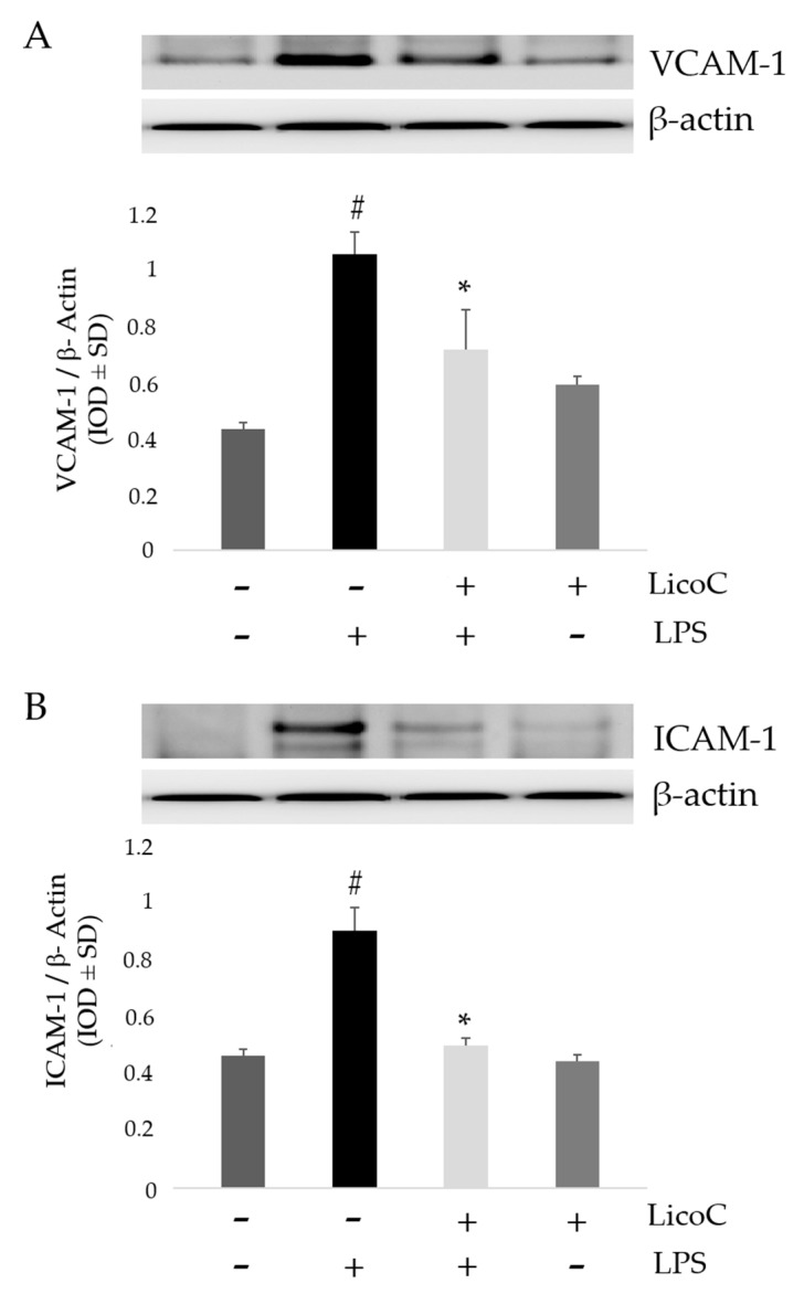 Biological Effect Of Licochalcone C On The Regulation Of Pi K Akt Enos