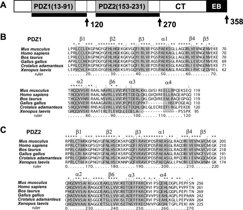 Ligand Induced Dynamics Changes In Extended PDZ Domains From NHERF1 PMC