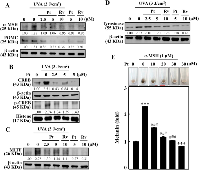 The In Vitro And In Vivo Depigmenting Activity Of Pterostilbene Through