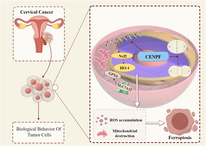 Cell Cycle Related Protein Centromere Protein F Deficiency Inhibits