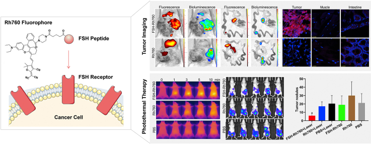 A Follicle Stimulating Hormone Receptor Targeted Near Infrared