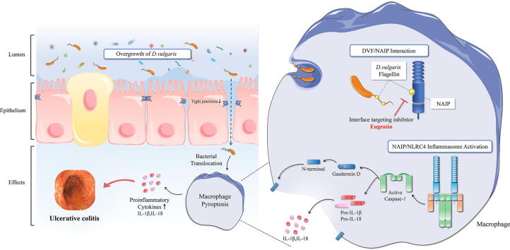 Targeting Desulfovibrio Vulgaris Flagellin Induced Naip Nlrc