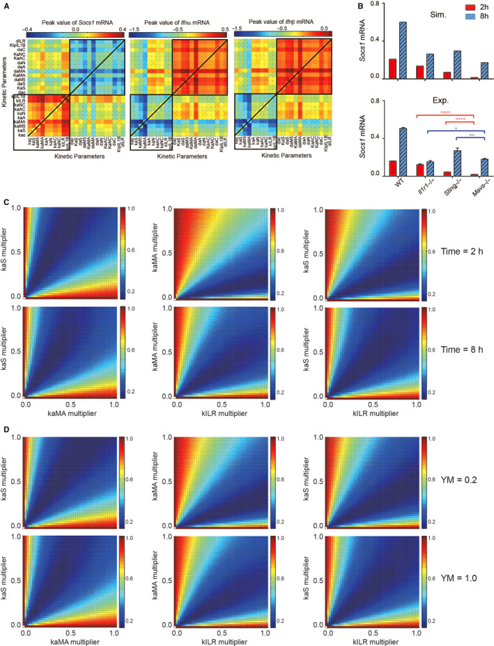 A Mathematic Model To Reveal Delicate Crossregulation Between Mavs