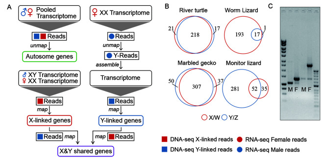 Diversity Of Reptile Sex Chromosome Evolution Revealed By Cytogenetic