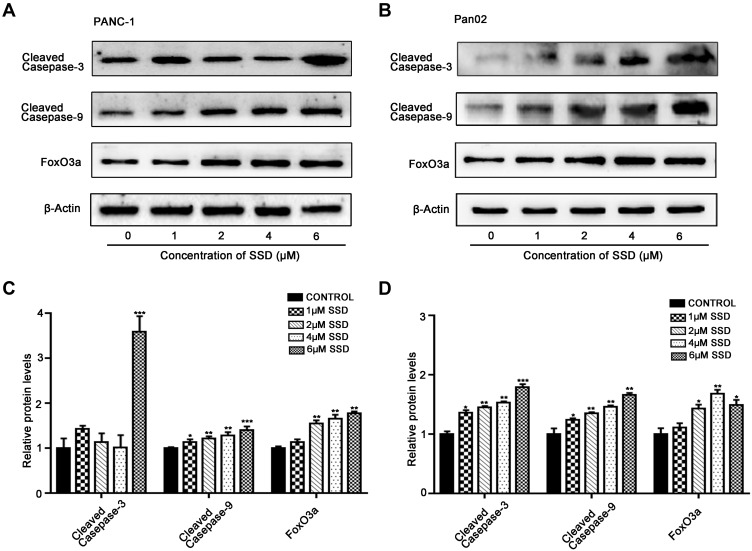 Saikosaponin D Inhibits Proliferation And Promotes Apoptosis Through