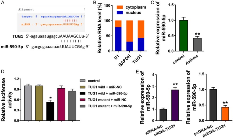 Long Noncoding Rna Tug Promotes Airway Smooth Muscle Cells