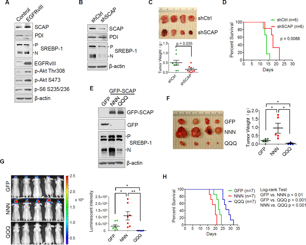 Glucose Mediated N Glycosylation Of Scap Is Essential For Srebp